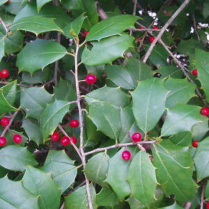 Ilex opaca - American Holly