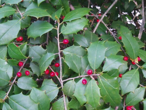 Ilex opaca - American Holly