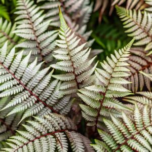 Athyrium niponicum x Athyrium filix-fimina - Ghost Fern