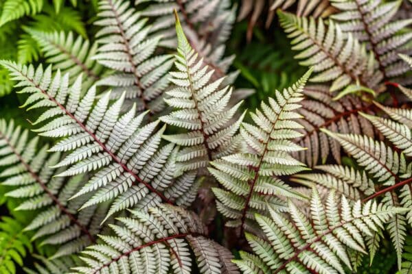 Athyrium niponicum x Athyrium filix-fimina - Ghost Fern
