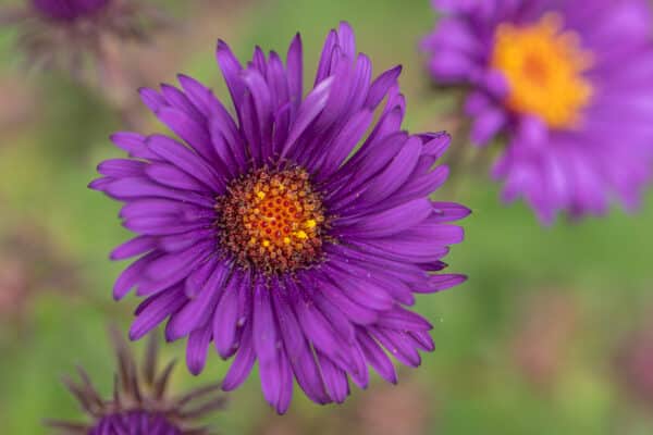 Aster novae-angliae - New England Aster