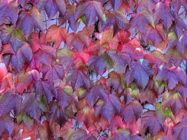 Parthenocissus quinquefolia - Virginia Creeper - Image 2