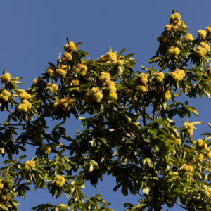 Castanea dentata - American Chestnut
