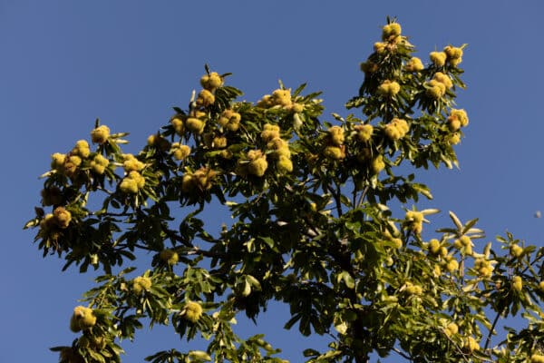Castanea dentata - American Chestnut
