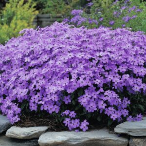 Phlox stolonifera Sherwood Purple - Purple Phlox