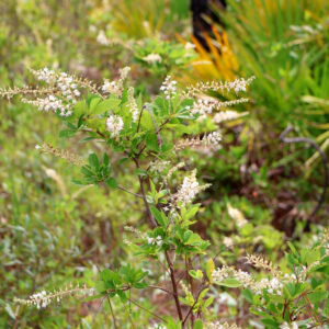 Clethra alnifolia - Summersweet