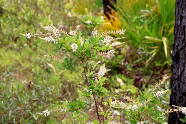 Clethra alnifolia - Summersweet
