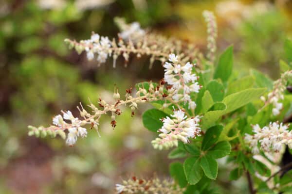 Clethra alnifolia - Summersweet - Image 2