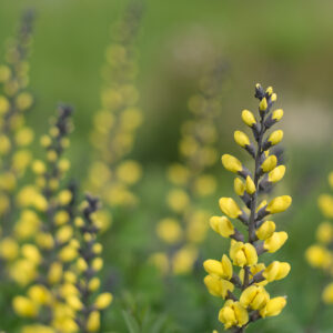 Baptisia tinctoria - Yellow Wild Indigo