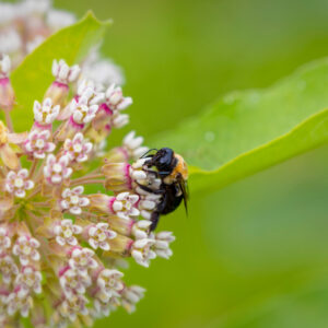 Asclepias syriaca - Common Milkweed