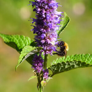 Agastache foeniculum - Anise Hyssop