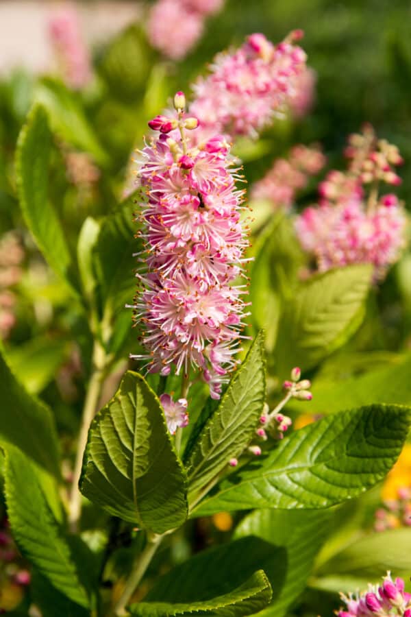 Clethra alnifolia 'Ruby Spice' - Ruby Spice Summersweet - Image 2