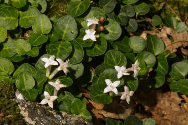 Mitchella reptans - Partridgeberry - Image 2