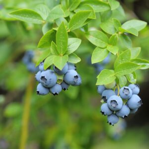 Vaccinium corymbosum - Highbush Blueberry