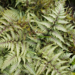 Athyrium niponicum Pictum - Painted Fern