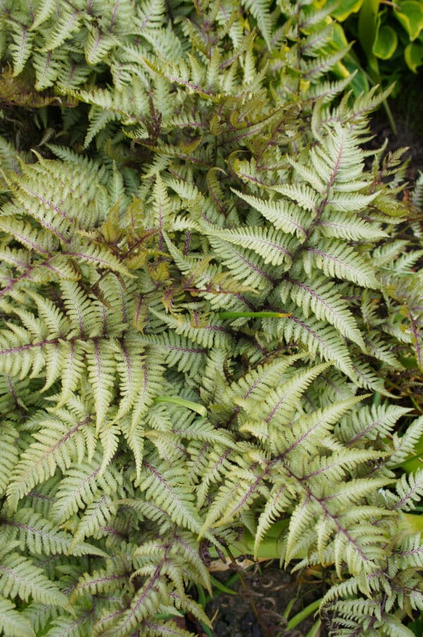 Athyrium niponicum Pictum - Painted Fern