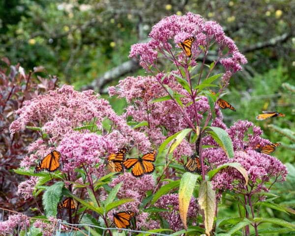 Eupatorium maculatum - Spotted Joe Pye Weed - Image 2
