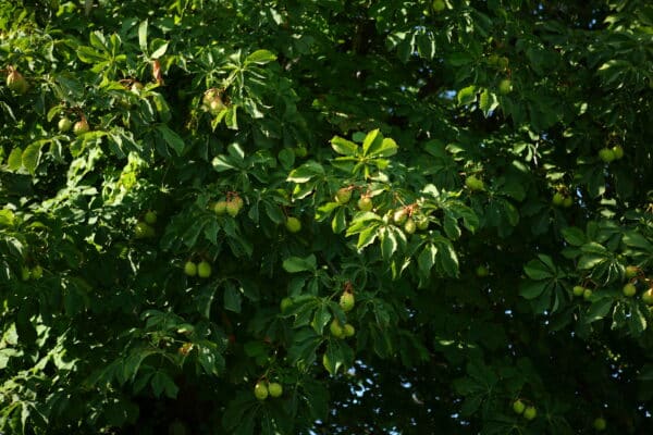 Castanea dentata - American Chestnut - Image 2