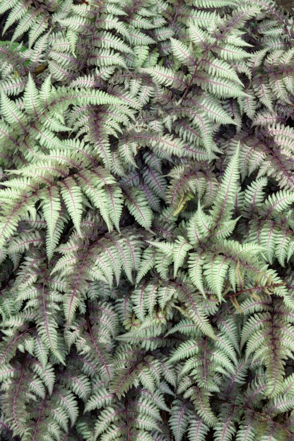 Athyrium niponicum x Athyrium filix-fimina - Ghost Fern - Image 2
