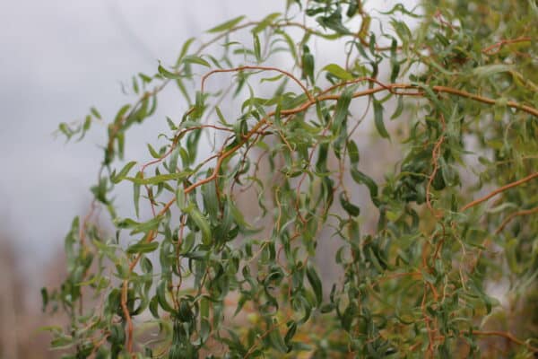 Salix matsudana - Corkscrew Willow - Image 2