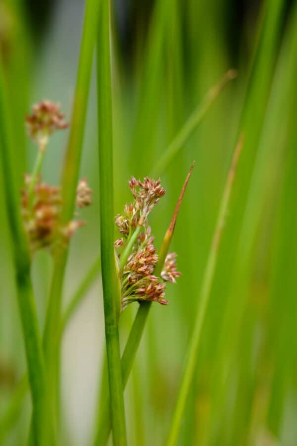 Juncus tenuis - Path Rush - Image 2