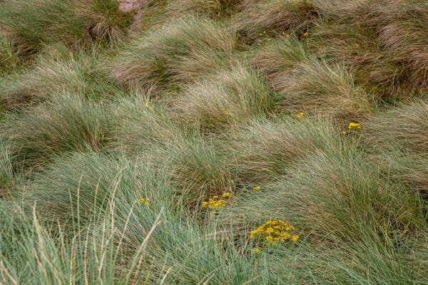 Ammophila breviligulata - American Beach Grass - Image 3