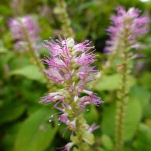 Clethra alnifolia - Summersweet