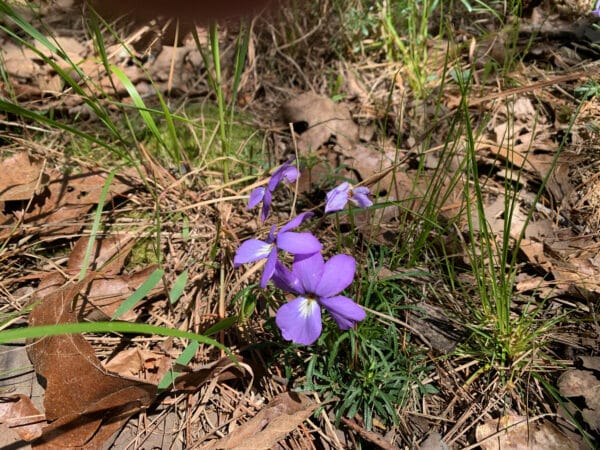 Viola pedata - Birdfoot Violet - Image 2