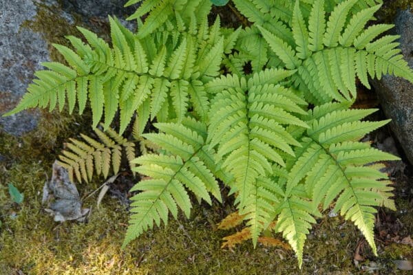 Dryopteris erythrosora Brilliance - Autumn Fern - Image 2