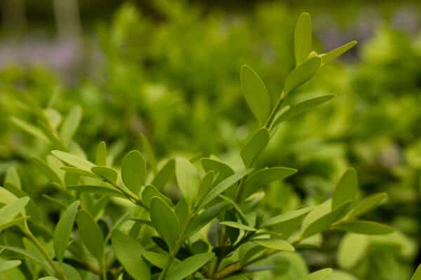 Buxus 'Wintergreen' - Wintergreen Boxwood - Image 2