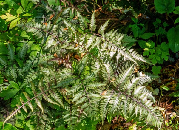Athyrium niponicum Pictum - Painted Fern - Image 2