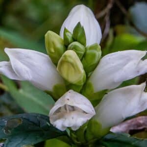 Chelone glabra - Turtlehead