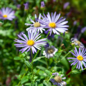 Aster cordifolius Woods Blue - Blue Wood Aster