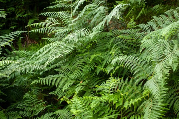 Thelypteris palustris - Marsh fern - Image 2