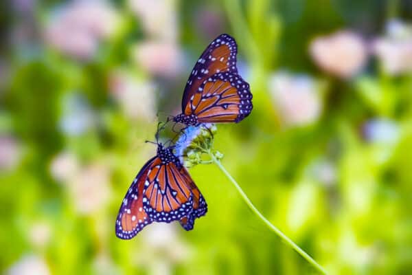 Eupatorium coelestinum - Blue Mistflower - Image 2