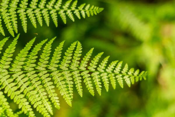 Matteuccia strutiopteris - Ostrich Fern - Image 3