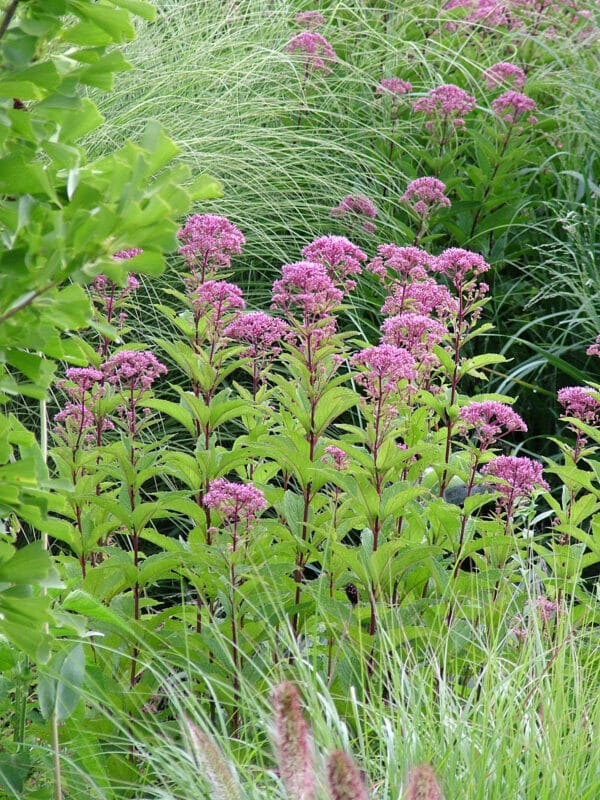 Eupatorium dubium - Little Joe Pye Weed - Image 2
