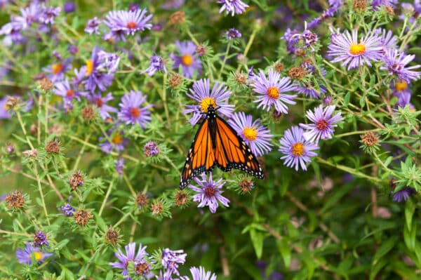 Aster novi- belgii - New York Aster - Image 2