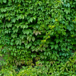 Parthenocissus quinquefolia - Virginia Creeper