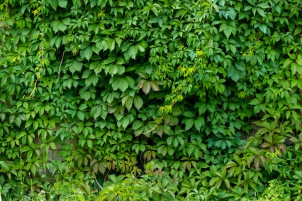 Parthenocissus quinquefolia - Virginia Creeper