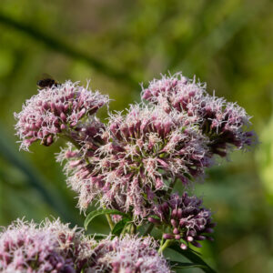 Eupatorium dubium - Little Joe Pye Weed