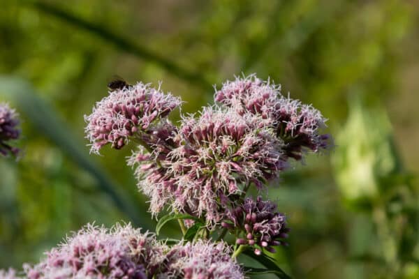 Eupatorium dubium - Little Joe Pye Weed
