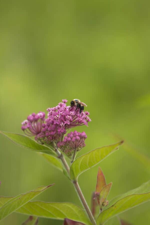 Asclepias syriaca - Common Milkweed - Image 4