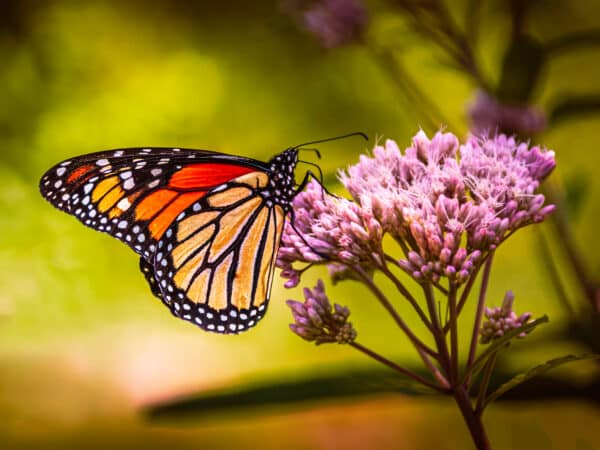 Asclepias syriaca - Common Milkweed - Image 3