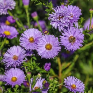 Aster novi- belgii - New York Aster