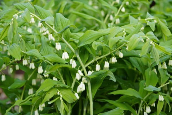 Polygonatum biflorum - Great Solomon's -Seal - Image 2