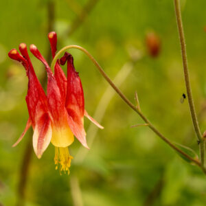 Aquilegia canadensis - Wild Columbine