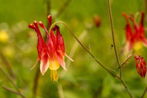 Aquilegia canadensis - Wild Columbine