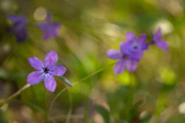 Phlox stolonifera Sherwood Purple - Purple Phlox - Image 2
