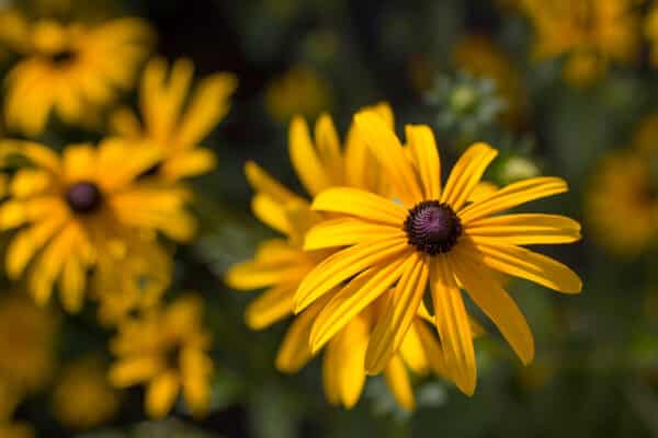 Rudbeckia fulgida - Black Eyed Susan - Image 2